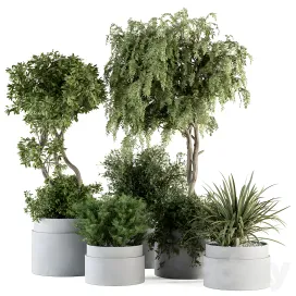 Indoor plant treeand plant setin gray pot
